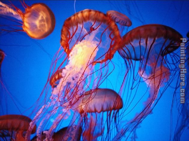 Sea life Jellyfish 2